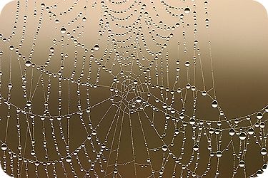 Spiderweb