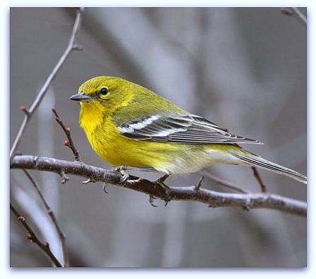 Pine warbler (photo by Bill Garland)